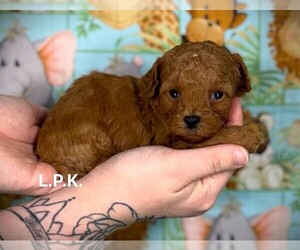 Poodle (Toy) Puppy for sale in WINNSBORO, LA, USA