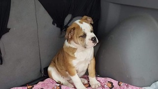 Olde English Bulldogge Puppy for sale in CIRCLEVILLE, NY, USA