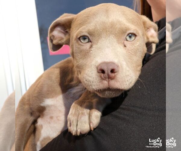 Medium Photo #7 Labrador Retriever-Unknown Mix Puppy For Sale in Washington, DC, USA