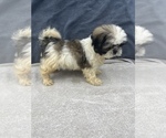 Small Photo #21 Shih Tzu Puppy For Sale in SAINT AUGUSTINE, FL, USA