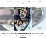Small #5 German Shepherd Dog