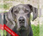 Small Great Dane