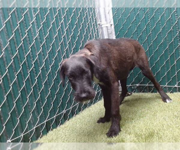 Medium Photo #1 Mutt Puppy For Sale in Downey, CA, USA