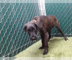 Mutt Dogs for adoption in Downey, CA, USA