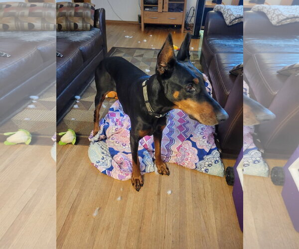 Medium Photo #2 Doberman Pinscher Puppy For Sale in Minneaoplis, MN, USA