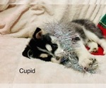 Small Photo #31 Siberian Husky Puppy For Sale in WASHBURN, WI, USA