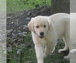 Small #2 English Cream Golden Retriever