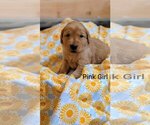 Puppy Pink girl Golden Retriever