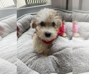 Poodle (Toy) Puppy for sale in PALMER, MA, USA