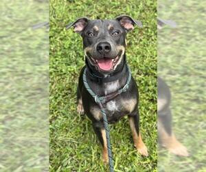 Rottweiler Dogs for adoption in Fort Lauderdale, FL, USA