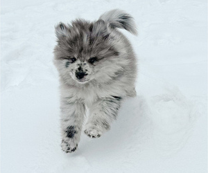 Pomsky Puppy for sale in GREENVILLE, MI, USA