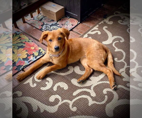 Medium Photo #3 Mutt Puppy For Sale in New York, NY, USA