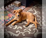 Small #2 Mutt