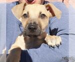 Small Photo #3 Labrador Retriever-Unknown Mix Puppy For Sale in Washington, DC, USA
