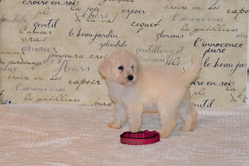 Medium Photo #1 Goldendoodle-Poodle (Standard) Mix Puppy For Sale in CANYON LAKE, TX, USA