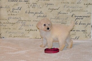 Goldendoodle-Poodle (Standard) Mix Puppy for sale in CANYON LAKE, TX, USA