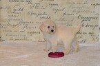 Small Photo #1 Goldendoodle-Poodle (Standard) Mix Puppy For Sale in CANYON LAKE, TX, USA