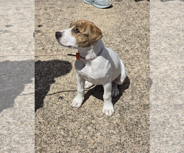 Medium Photo #19 Mutt Puppy For Sale in Rosenberg, TX, USA
