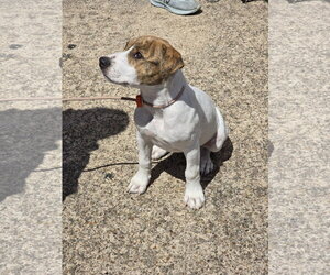 Rose - Female Mutt Dog for Adoption - Photo #19