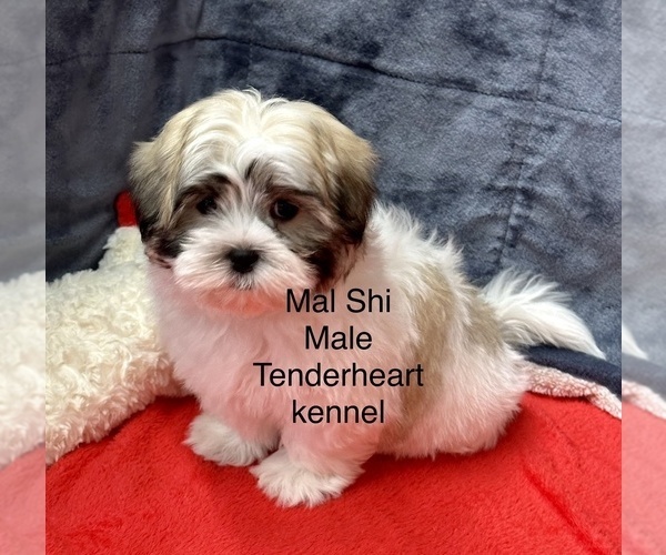 Medium Photo #1 Mal-Shi Puppy For Sale in SILEX, MO, USA