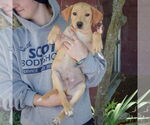 Small #3 Mutt