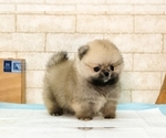 Small #3 Pomeranian