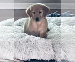 Small Photo #2 Golden Retriever Puppy For Sale in CORTLAND, IL, USA