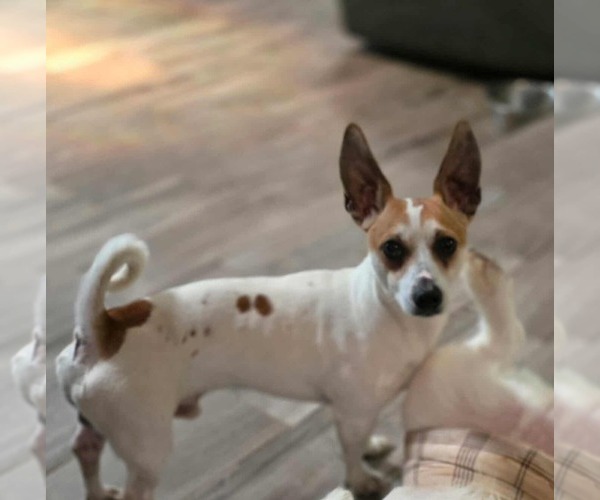 Medium Photo #8 Jack Chi Puppy For Sale in Visalia, CA, USA