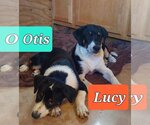 Small Photo #2 Australian Shepherd-Collie Mix Puppy For Sale in Aurora, IN, USA