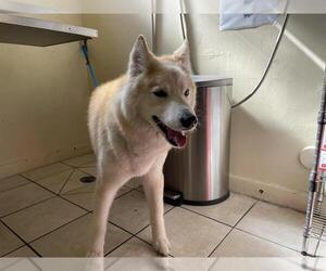 Huskies -Unknown Mix Dogs for adoption in Pasadena, CA, USA