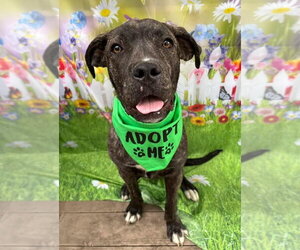 Mastiff-Unknown Mix Dogs for adoption in Germantown, OH, USA