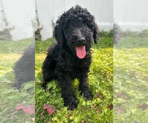 Labradoodle Puppy for sale in DAVENPORT, IA, USA