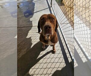 American Pit Bull Terrier-Labrador Retriever Mix Dogs for adoption in El Centro, CA, USA