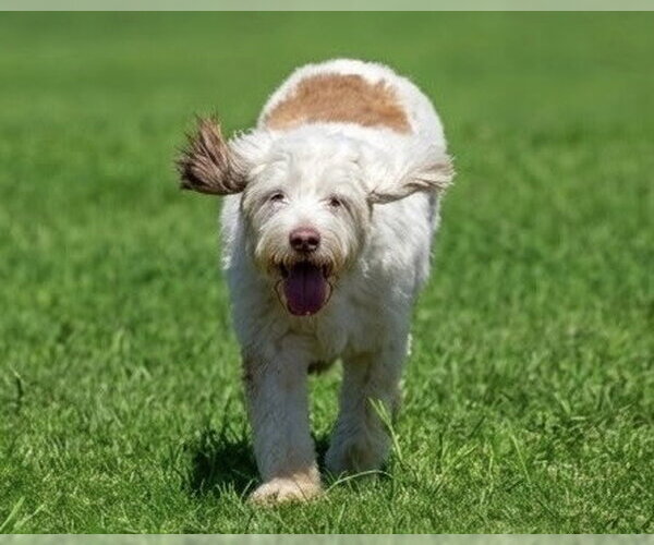 Medium Photo #3 Poodle (Standard)-Unknown Mix Puppy For Sale in Oak Bluffs, MA, USA
