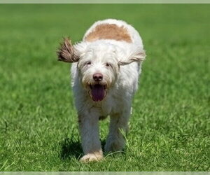 Polly - Female Poodle (Standard)-Unknown Mix Dog for Adoption - Photo #3