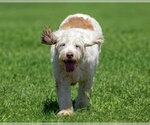 Small Photo #3 Poodle (Standard)-Unknown Mix Puppy For Sale in Oak Bluffs, MA, USA