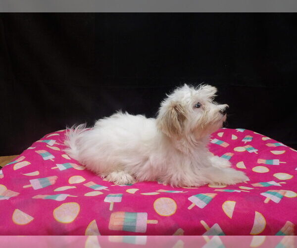 Medium Photo #2 Maltipoo (Miniature) Puppy For Sale in PATERSON, NJ, USA