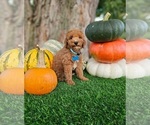 Small Poodle (Miniature)