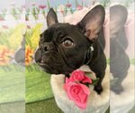 Small Photo #3 French Bulldog Puppy For Sale in Lake elsinore, CA, USA