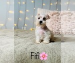 Small Photo #15 Schnauzer (Standard) Puppy For Sale in COOKEVILLE, TN, USA