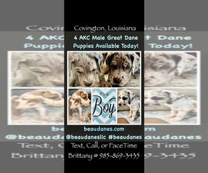 Great Dane Puppy for sale in COVINGTON, LA, USA