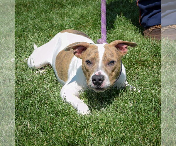 Medium Photo #3 American Staffordshire Terrier-Boxer Mix Puppy For Sale in Huntley, IL, USA