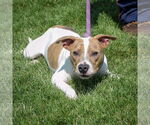 Small #2 American Staffordshire Terrier-Boxer Mix