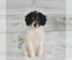 Small Photo #2 Bernedoodle (Miniature) Puppy For Sale in COCHRANTON, PA, USA