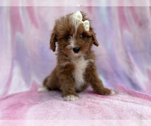 Medium Photo #1 Cavapoo (Standard) Puppy For Sale in LAKELAND, FL, USA
