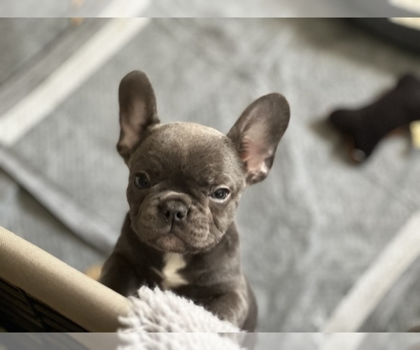Medium Photo #3 French Bulldog Puppy For Sale in SEAFORD, DE, USA
