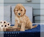 Small #1 Goldendoodle (Miniature)