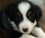 Small Photo #1 Miniature Australian Shepherd Puppy For Sale in PLACERVILLE, CA, USA