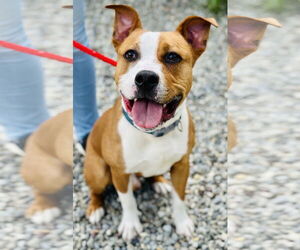 American Pit Bull Terrier-Unknown Mix Dogs for adoption in Jackson , NJ, USA
