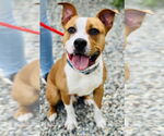 Small American Pit Bull Terrier Mix